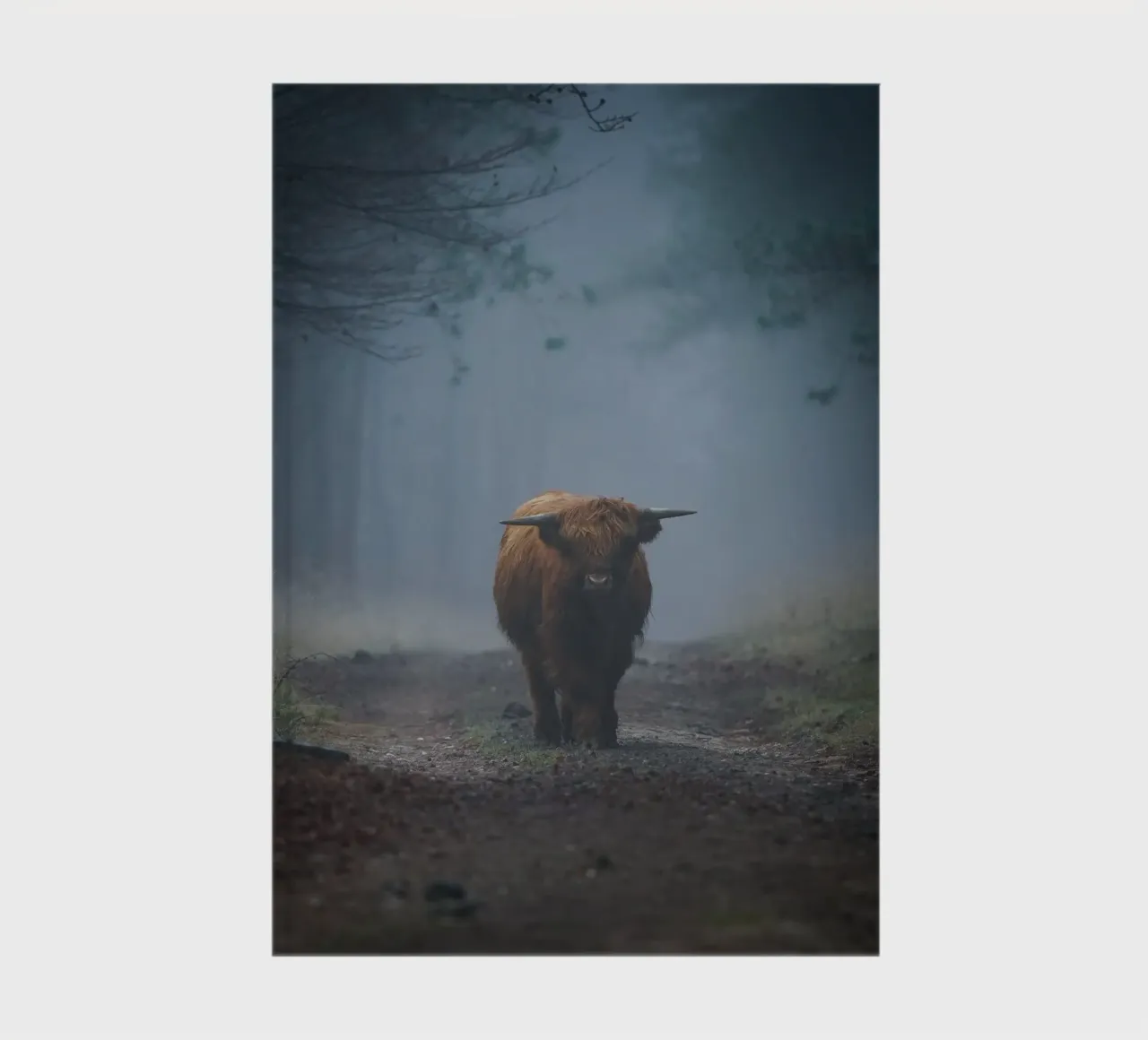 Mucca Highland in una foresta nebbiosa diario da Tom's Wildlife