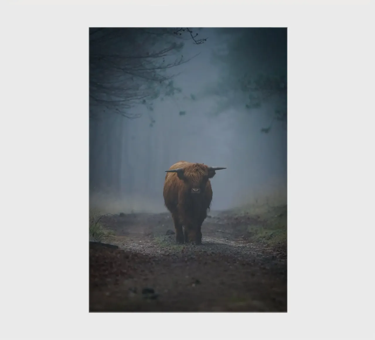 Mucca Highland in una foresta nebbiosa diario da Tom's Wildlife