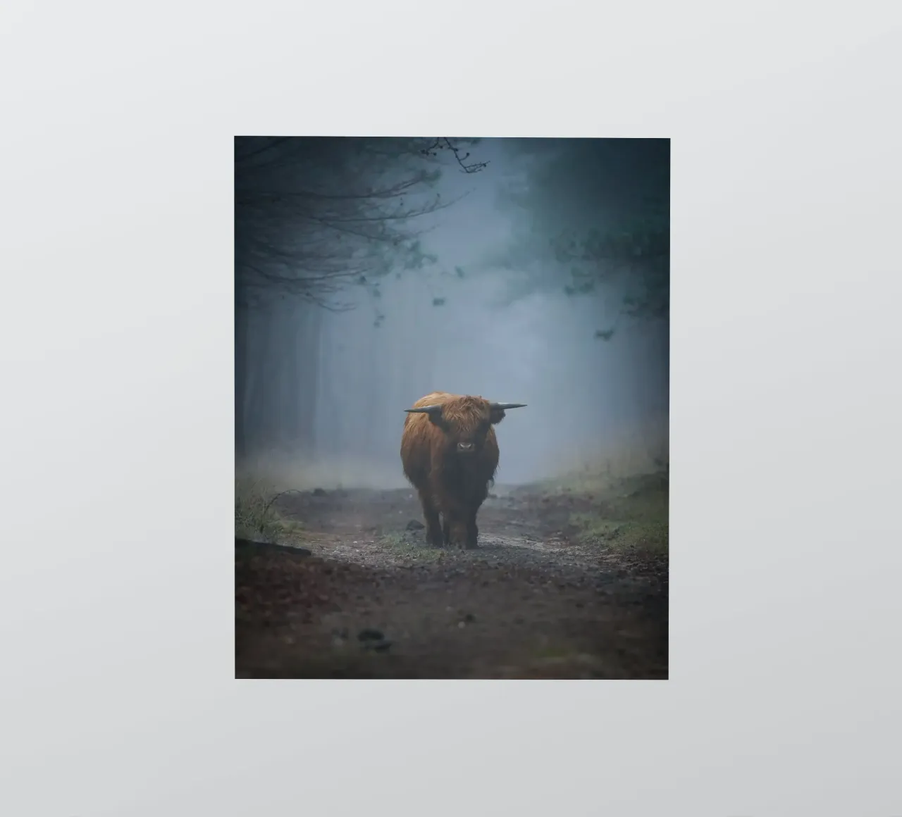 Mucca Highland in una foresta nebbiosa adesivo da Tom's Wildlife