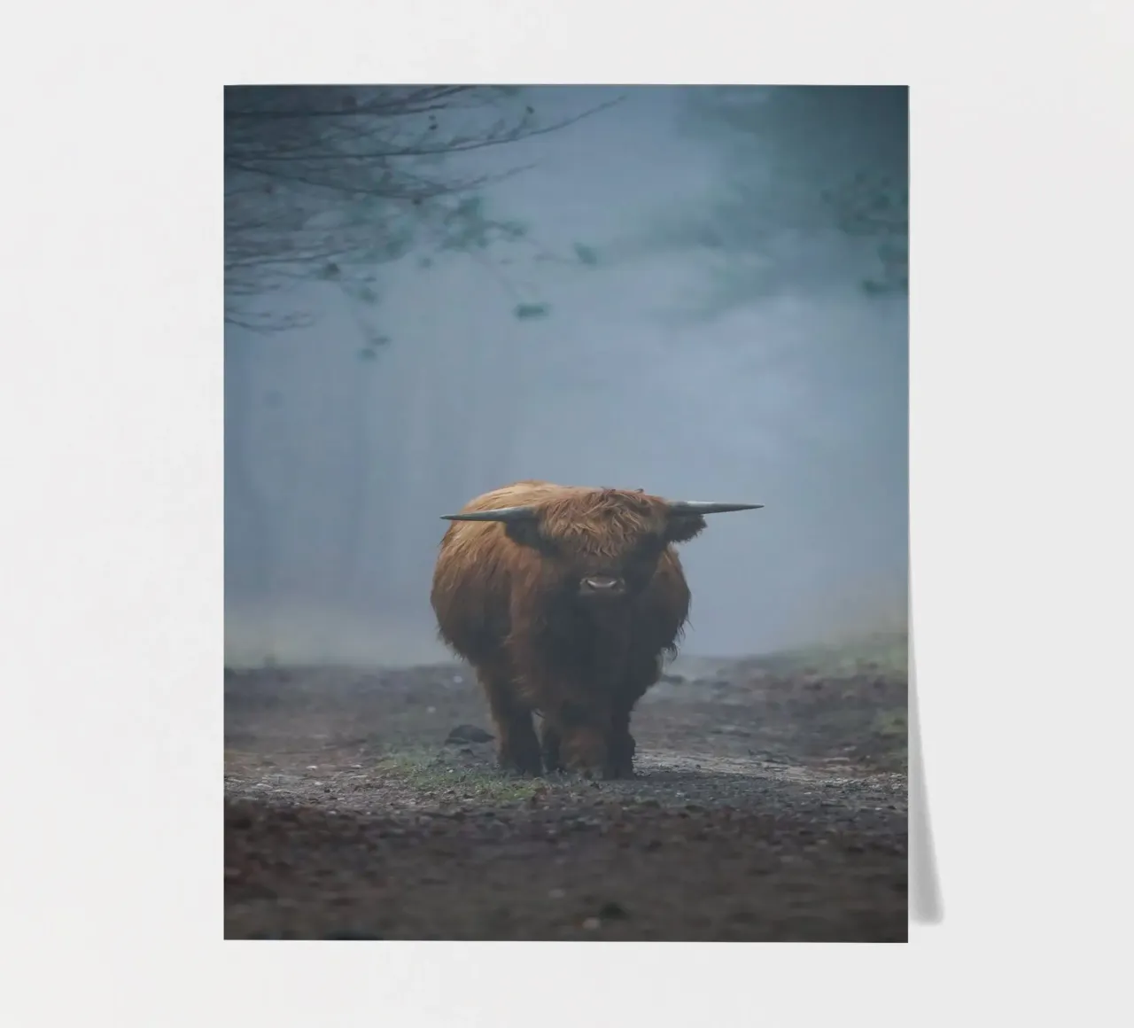 Mucca Highland in una foresta nebbiosa foglio adesivo da Tom's Wildlife