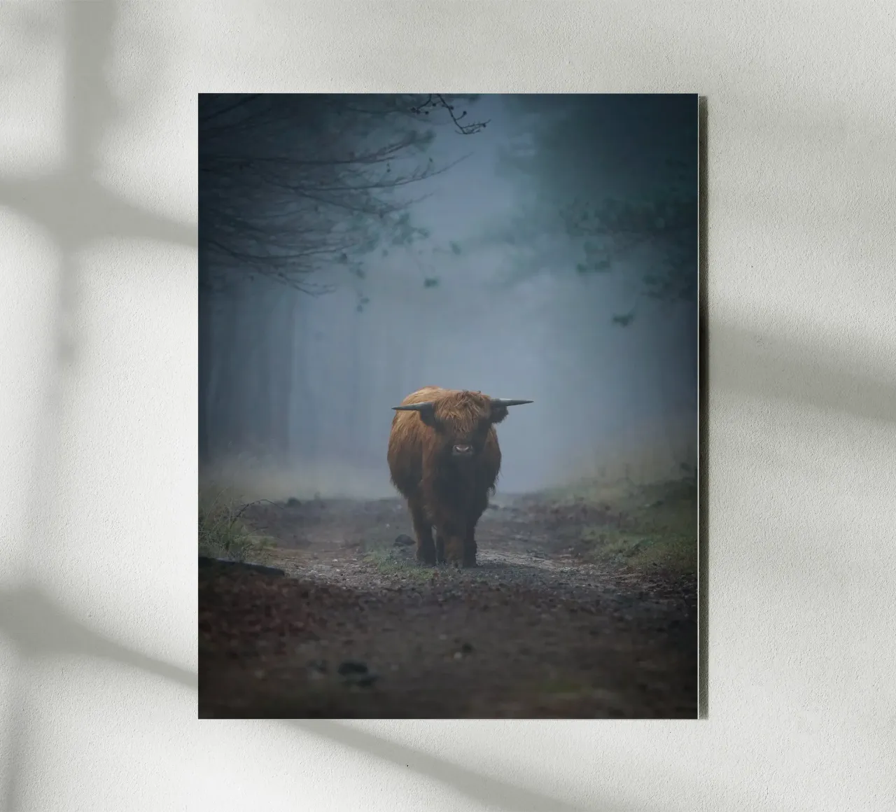 Mucca Highland in una foresta nebbiosa alluminio dibond da Tom's Wildlife