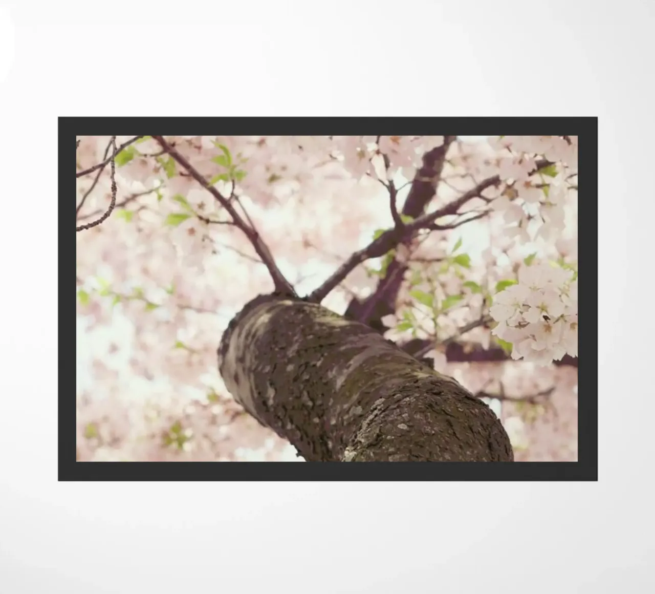 Sanctuary zerbino da Catherine McDonald