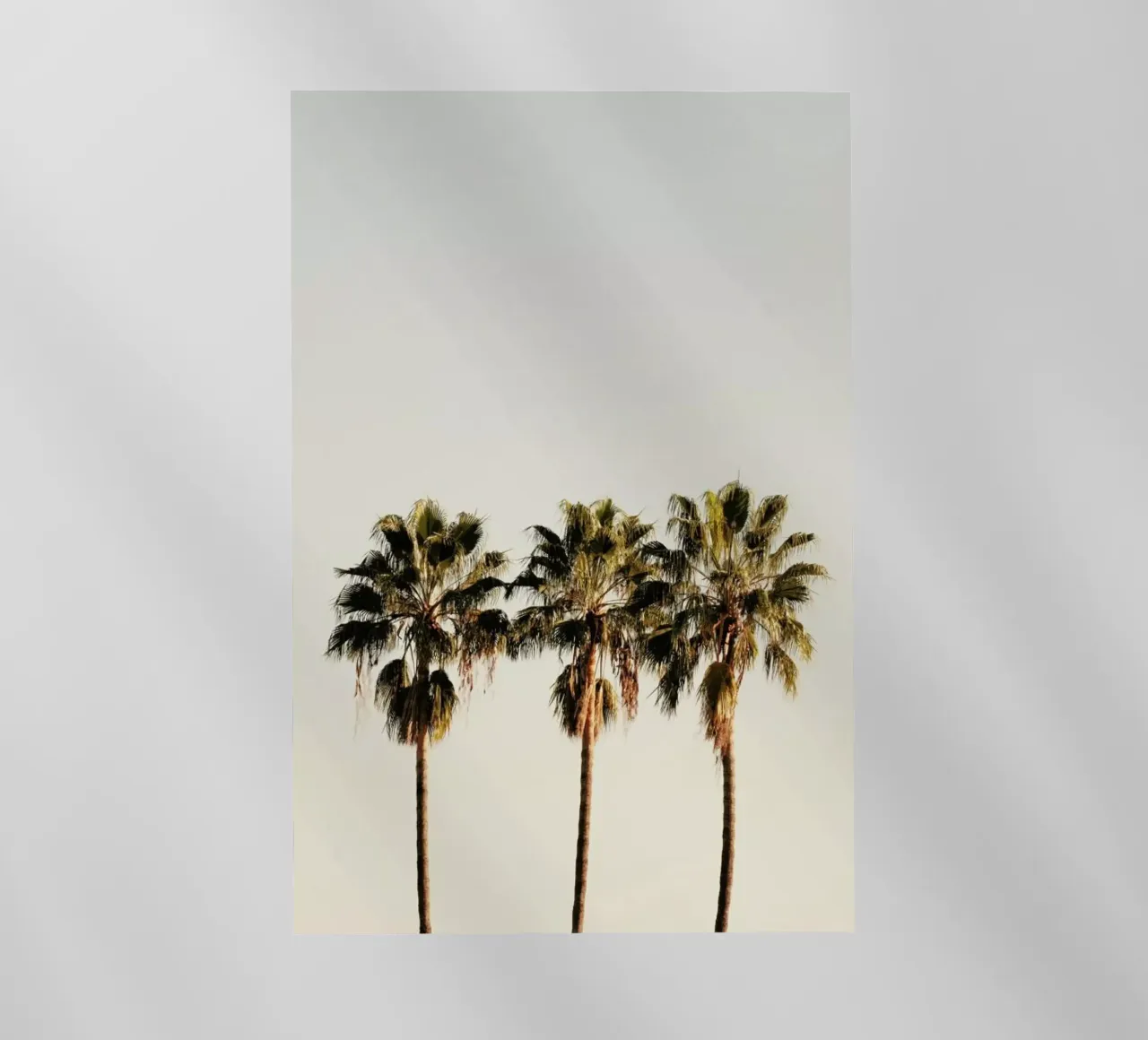 3 Palms pellicola backlit da Catherine McDonald