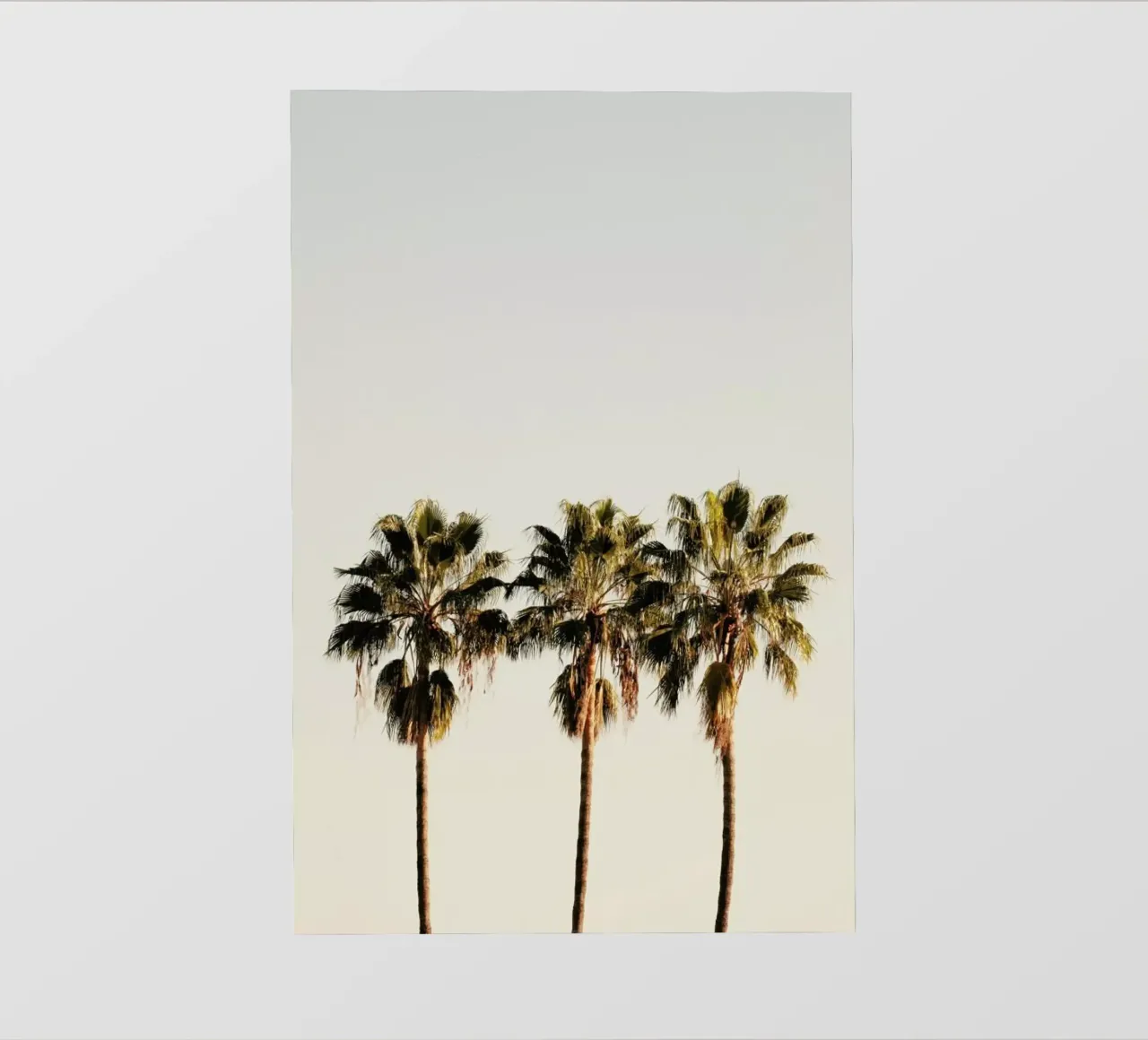 3 Palms pellicola backlit da Catherine McDonald