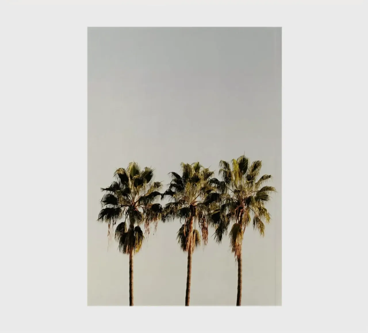 3 Palms notebook by Catherine McDonald