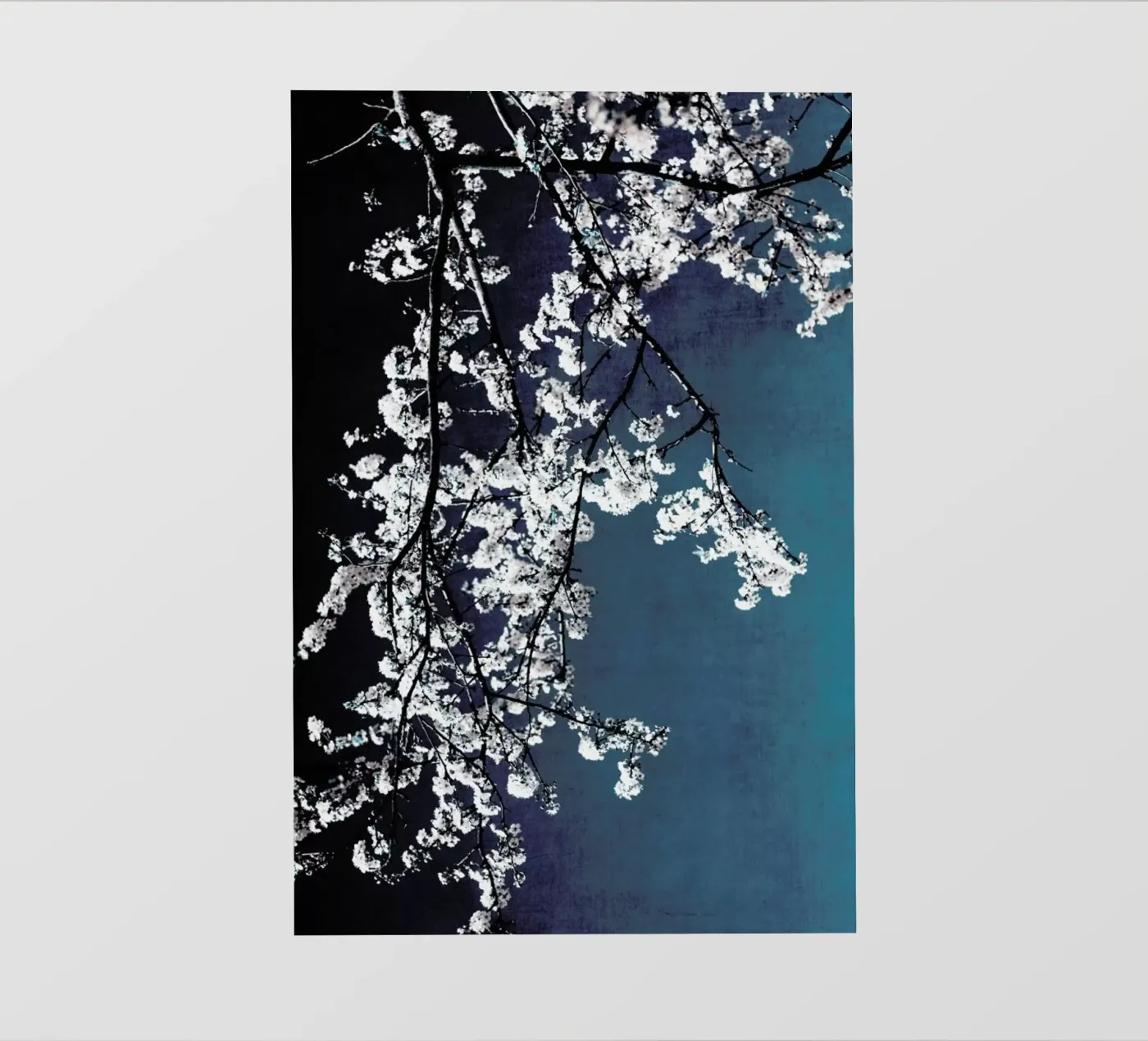 Flowers pellicola backlit da Ingrid Beddoes