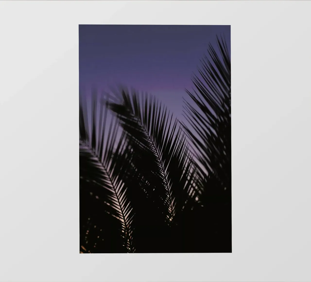 Palms 2 pellicola backlit da Catherine McDonald