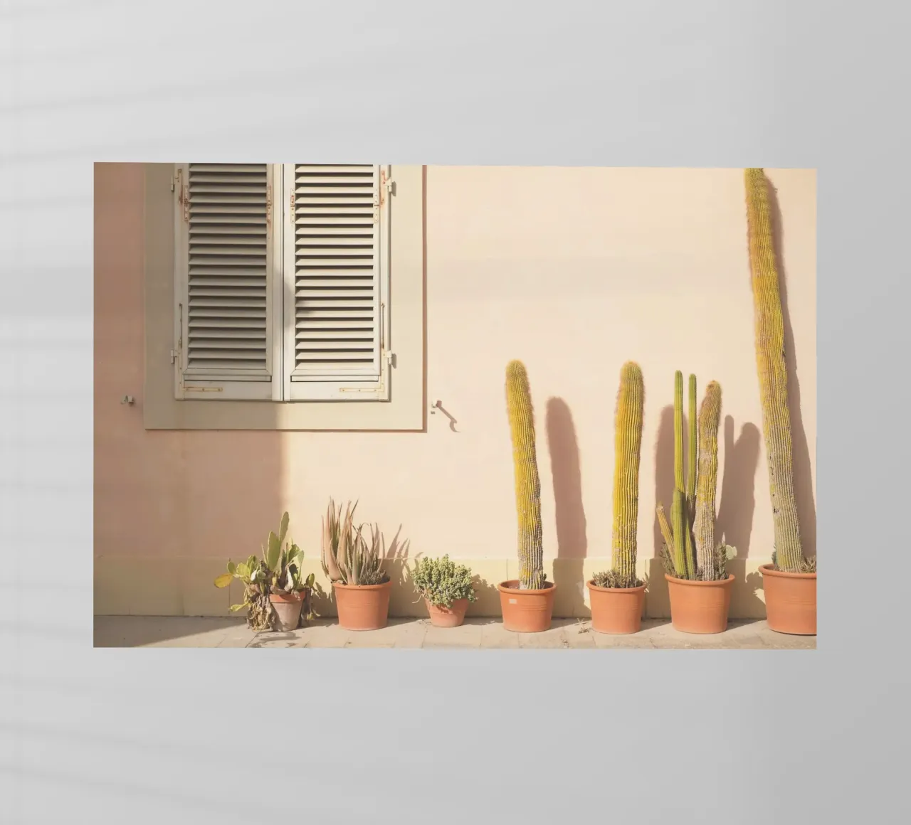 Firenze, Italia I Cactus al tramonto in Toscana pellicola backlit da Julie Travel Photography