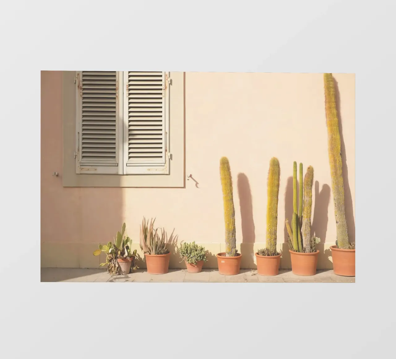 Firenze, Italia I Cactus al tramonto in Toscana pellicola backlit da Julie Travel Photography