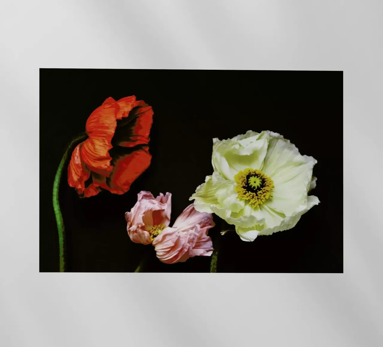 Windblown pellicola backlit da Morgan Kendall