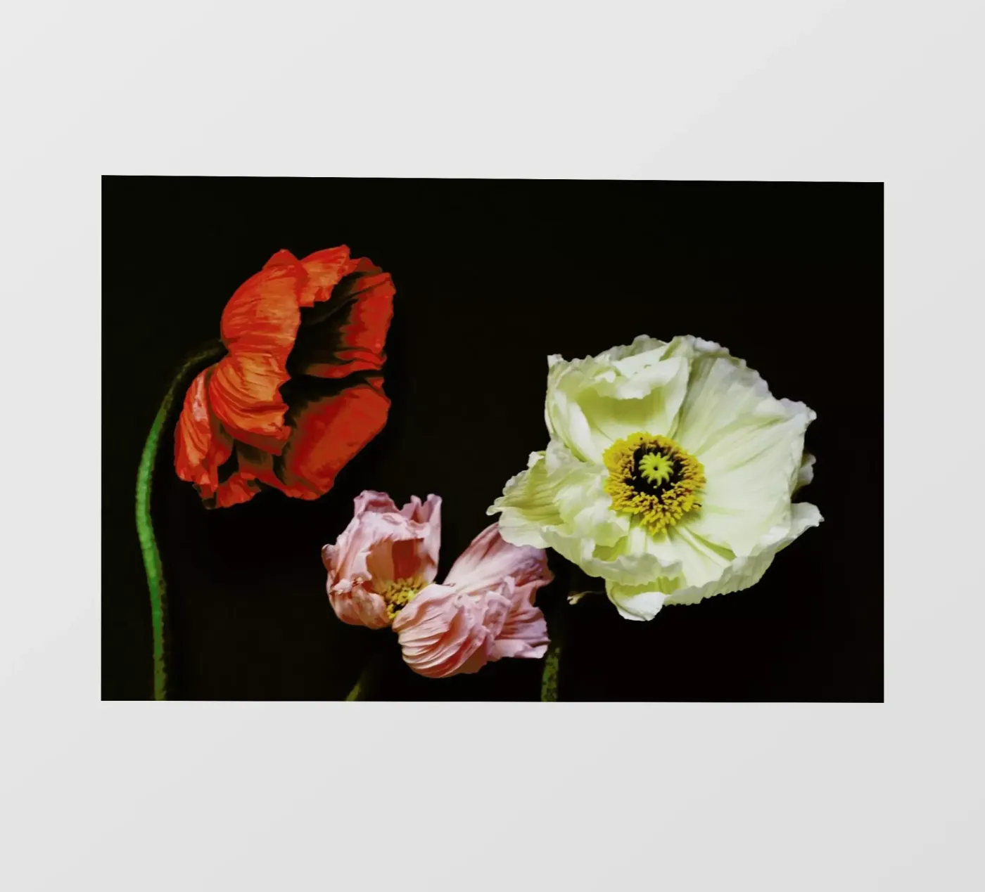 Windblown telo in pvc da Morgan Kendall