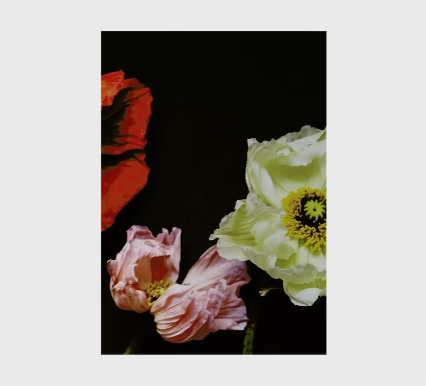 Windblown notebook by Morgan Kendall