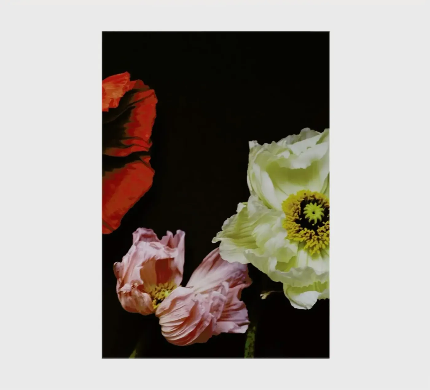 Windblown notebook by Morgan Kendall