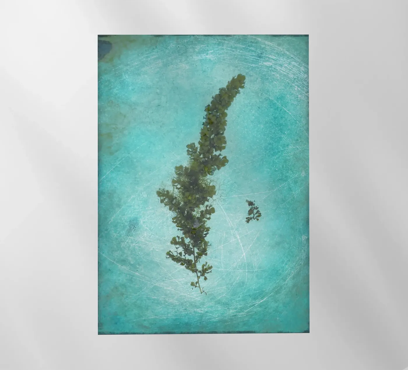 Alghe pellicola backlit da Eva Nev Photography