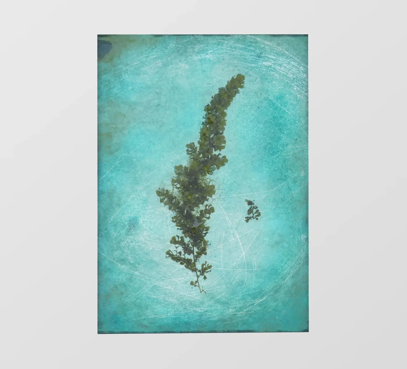 Alghe pellicola backlit da Eva Nev Photography