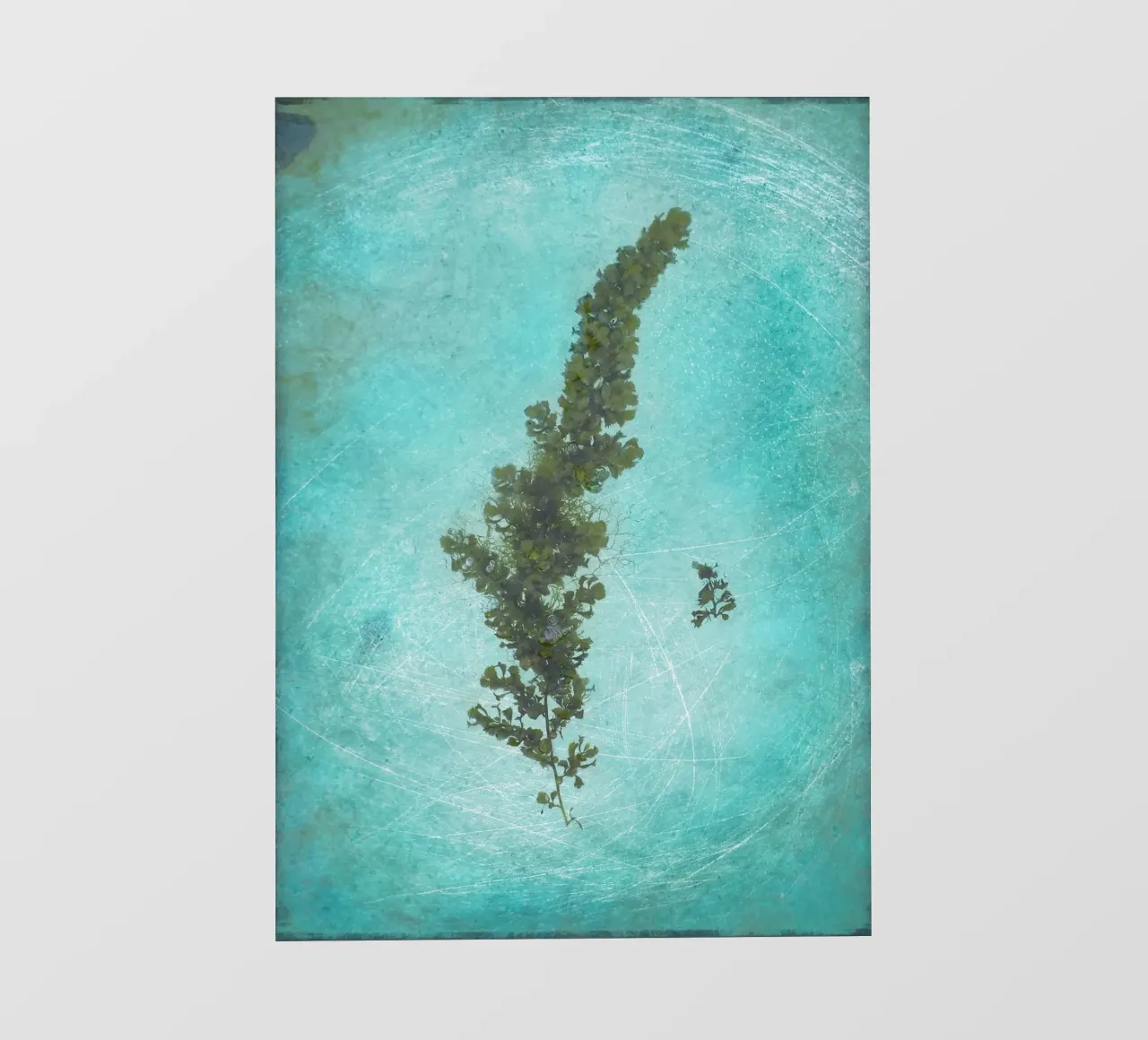 Seaweed photo wallpaper by Eva Nev Photography