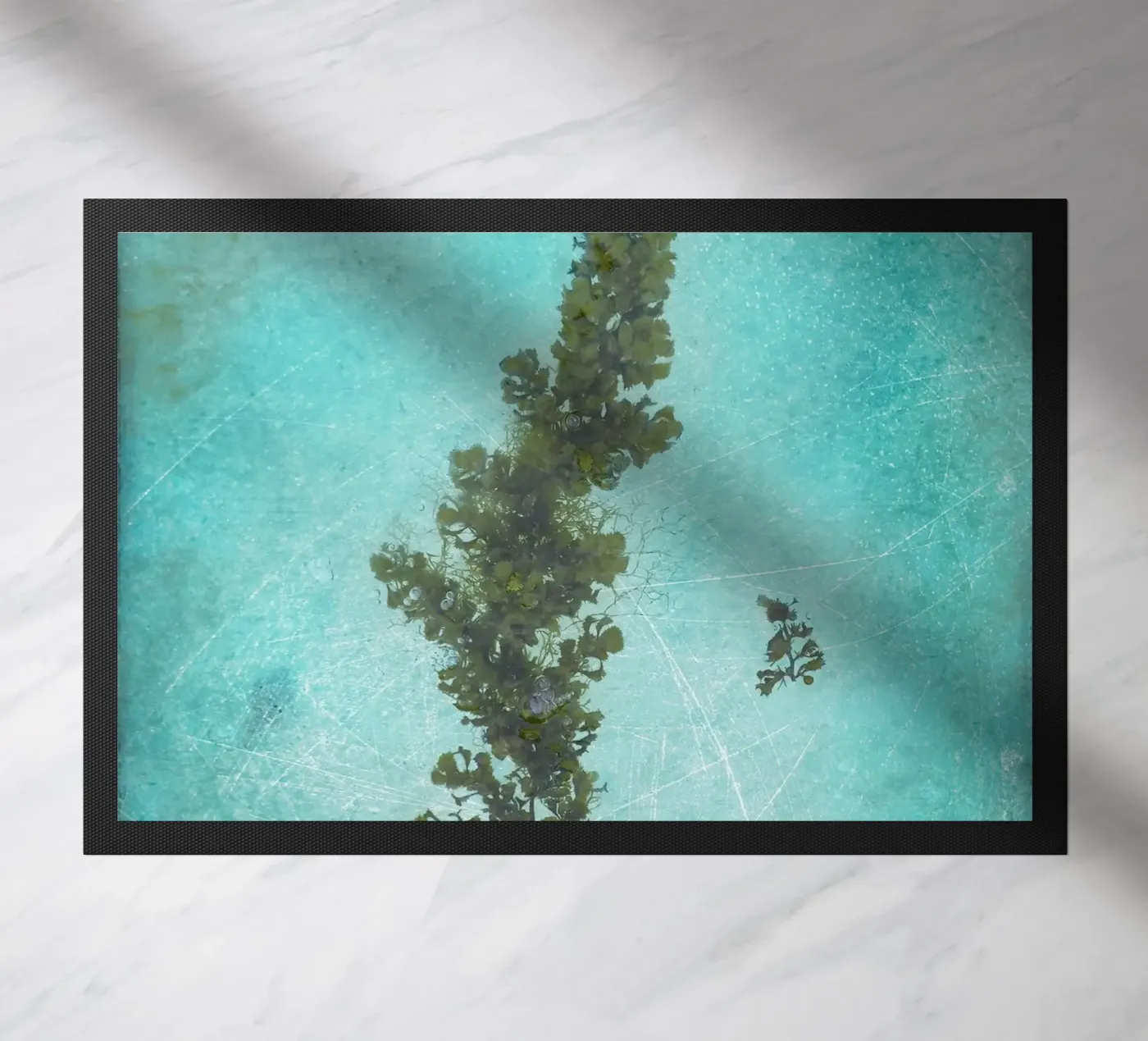 Alghe zerbino da Eva Nev Photography