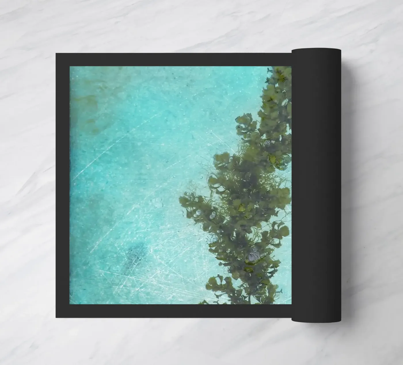 Alghe zerbino da Eva Nev Photography