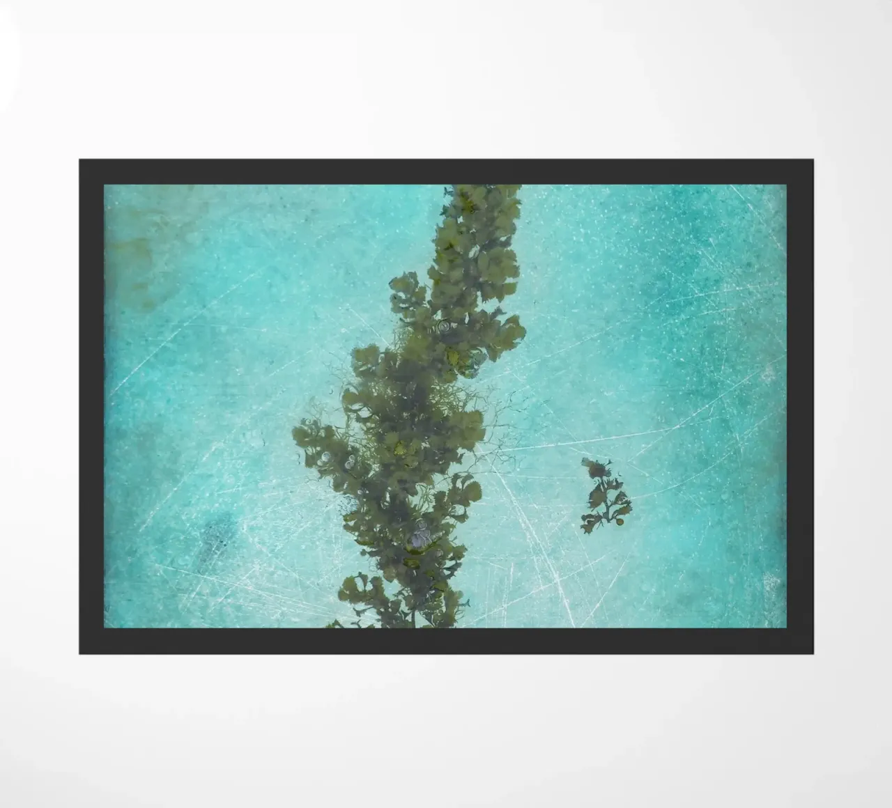 Alghe zerbino da Eva Nev Photography