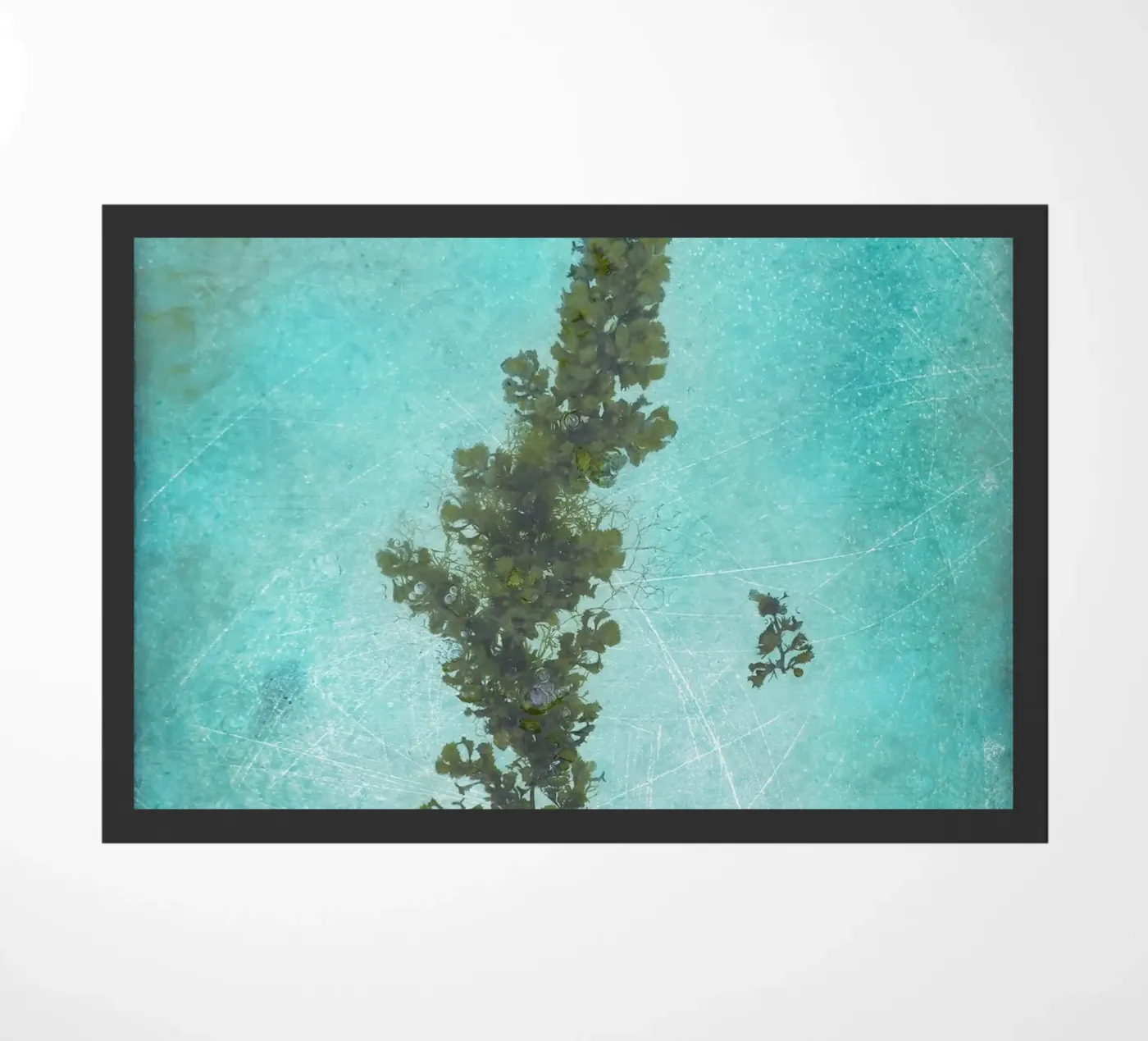 Alghe zerbino da Eva Nev Photography