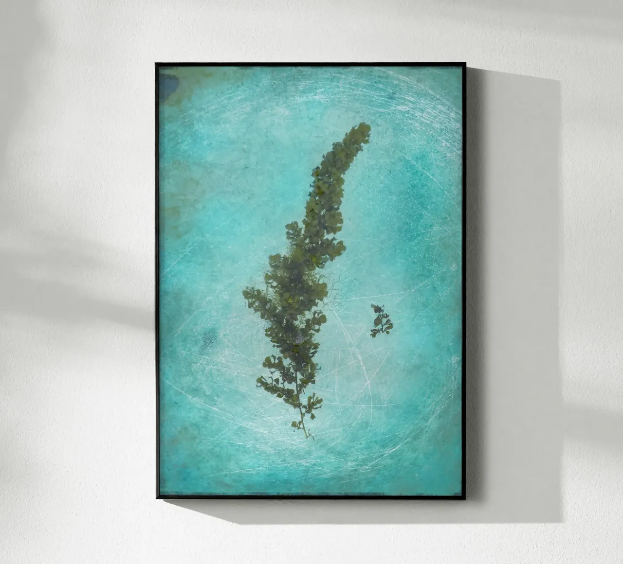Seaweed acrylic glass by Eva Nev Photography