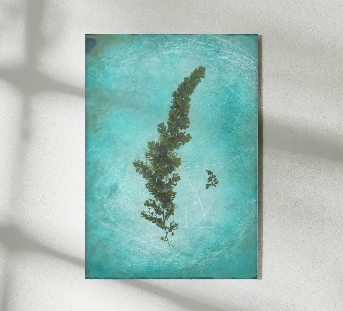 Alghe plexiglass da Eva Nev Photography