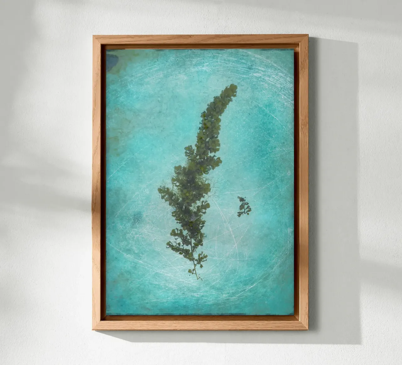 Alghe alluminio dibond da Eva Nev Photography