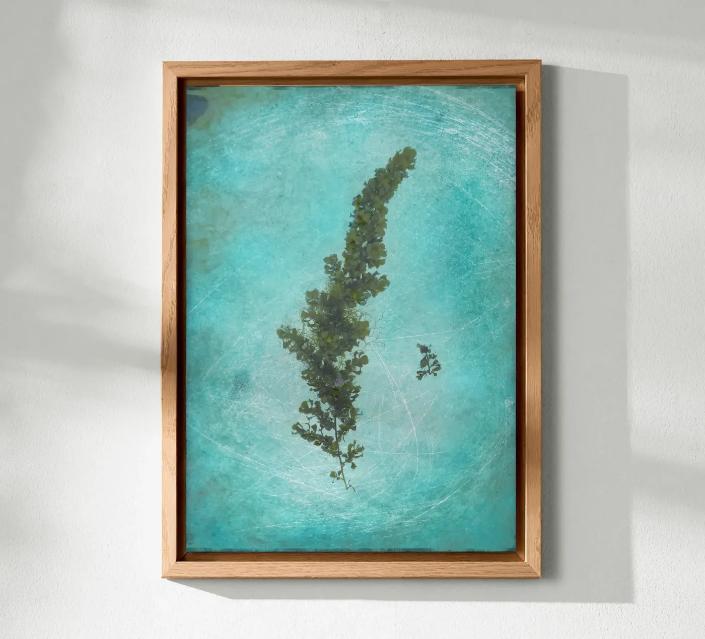 Alghe pannello forex da Eva Nev Photography