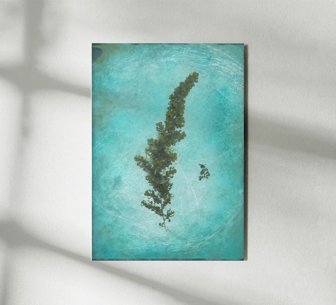 Alghe alluminio dibond da Eva Nev Photography