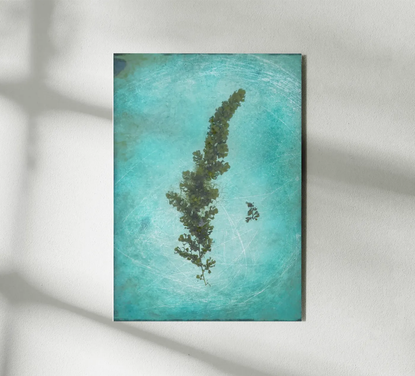 Alghe pannello forex da Eva Nev Photography