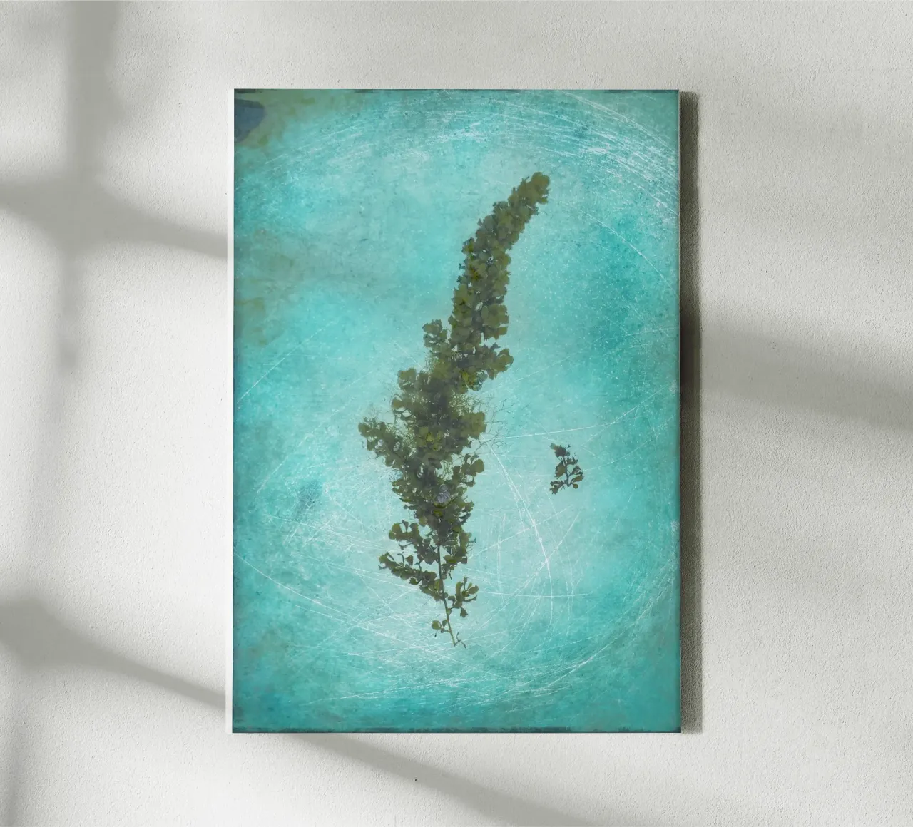 Seaweed tela da Eva Nev Photography