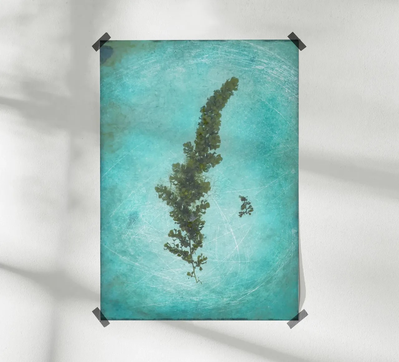 Alghe poster da Eva Nev Photography