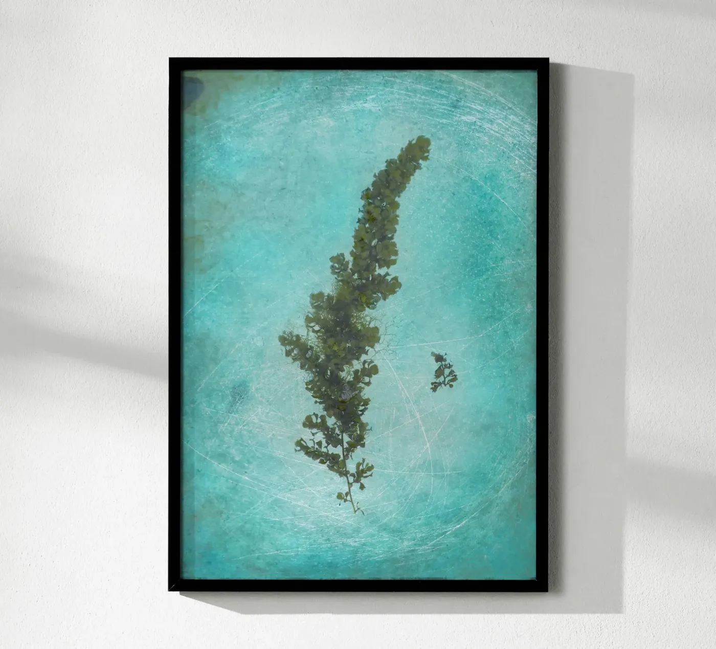 Seaweed Poster von Eva Nev Photography