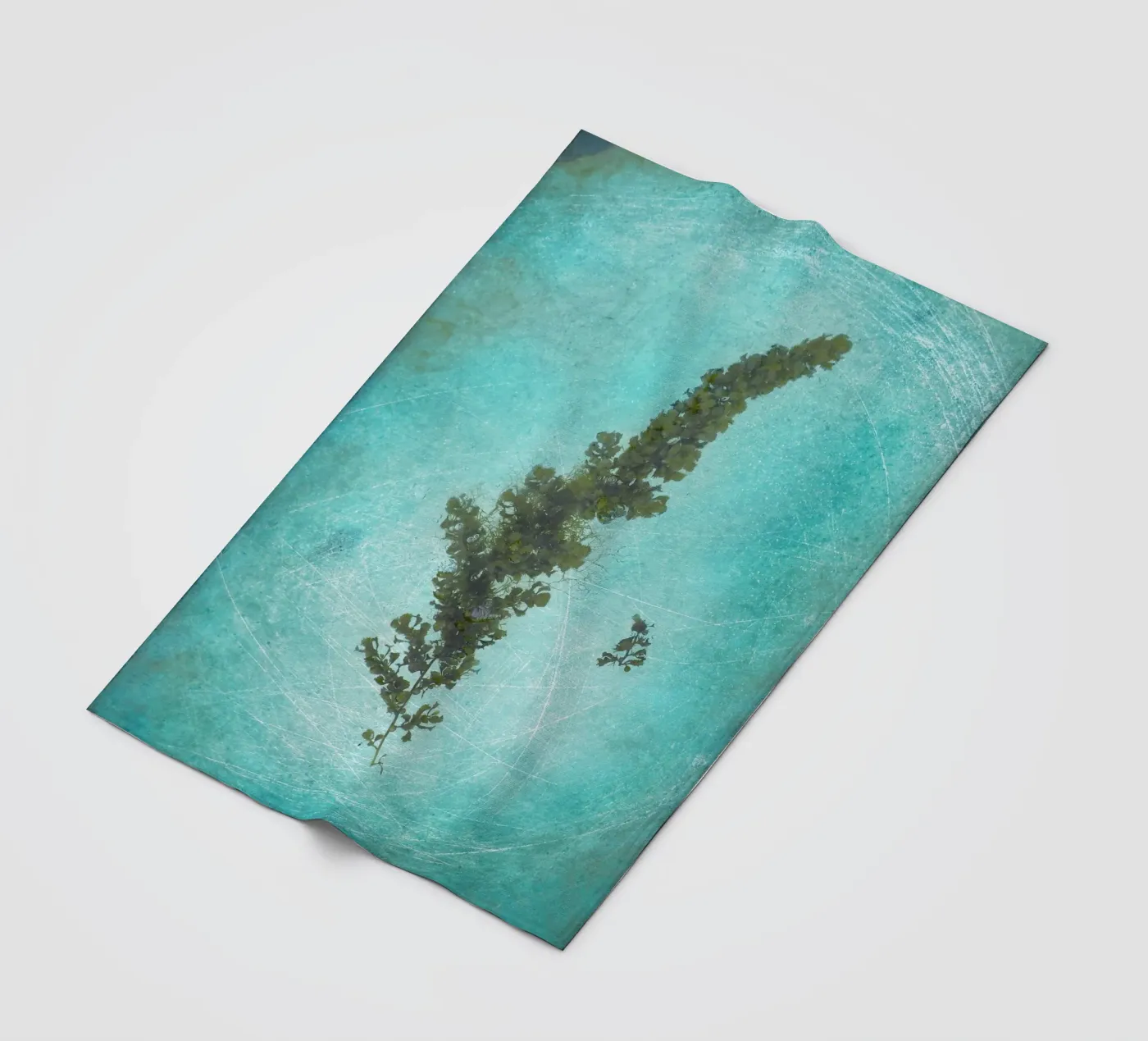 Alghe coperta in pile da Eva Nev Photography