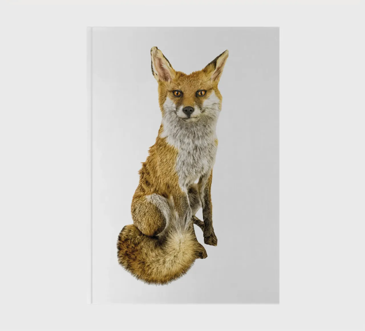 Mystère dans la nature : Renard intriguant carnet de notes de Curious Collections by Marielle Leenders