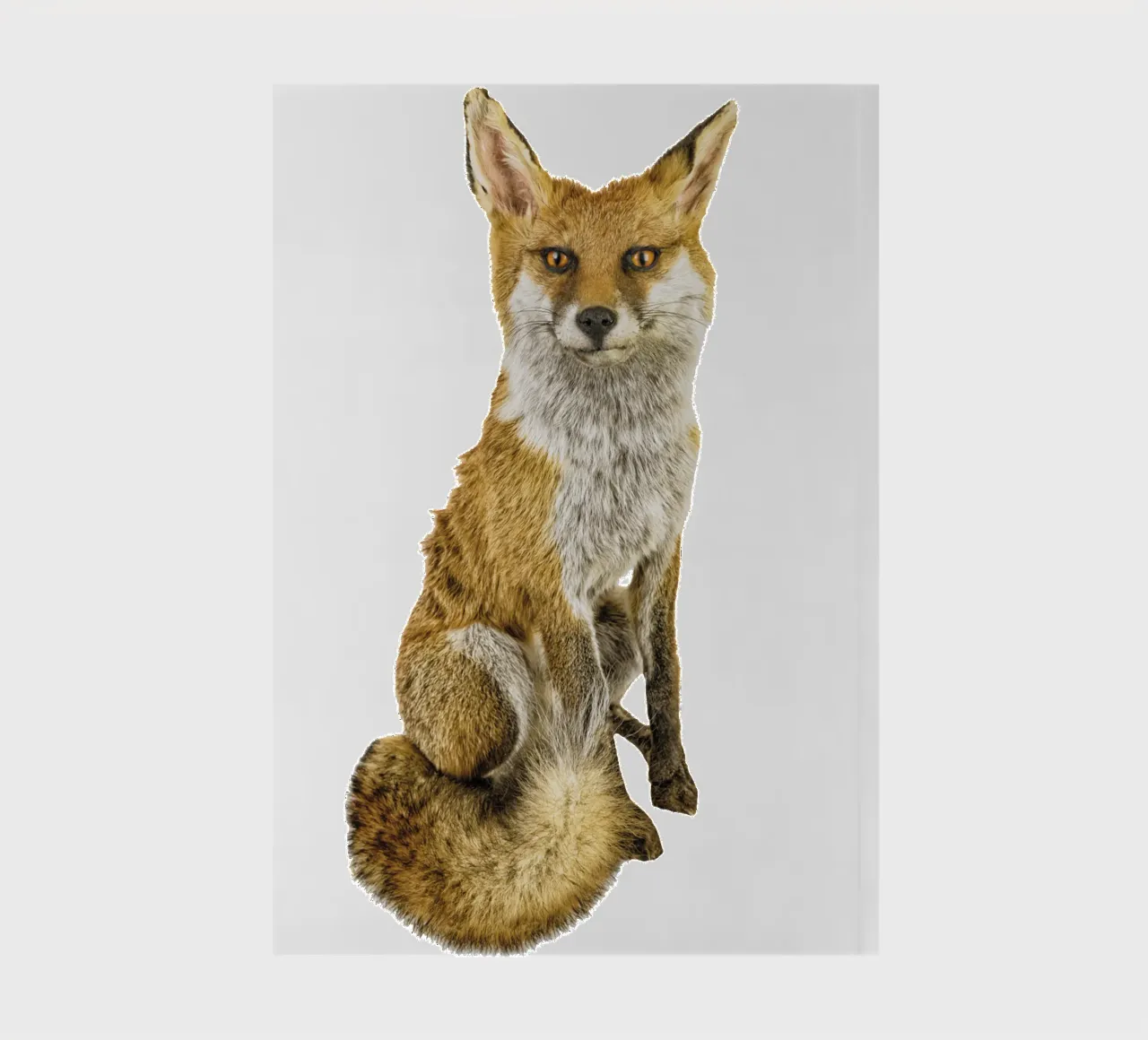 Mystère dans la nature : Renard intriguant carnet de notes de Curious Collections by Marielle Leenders
