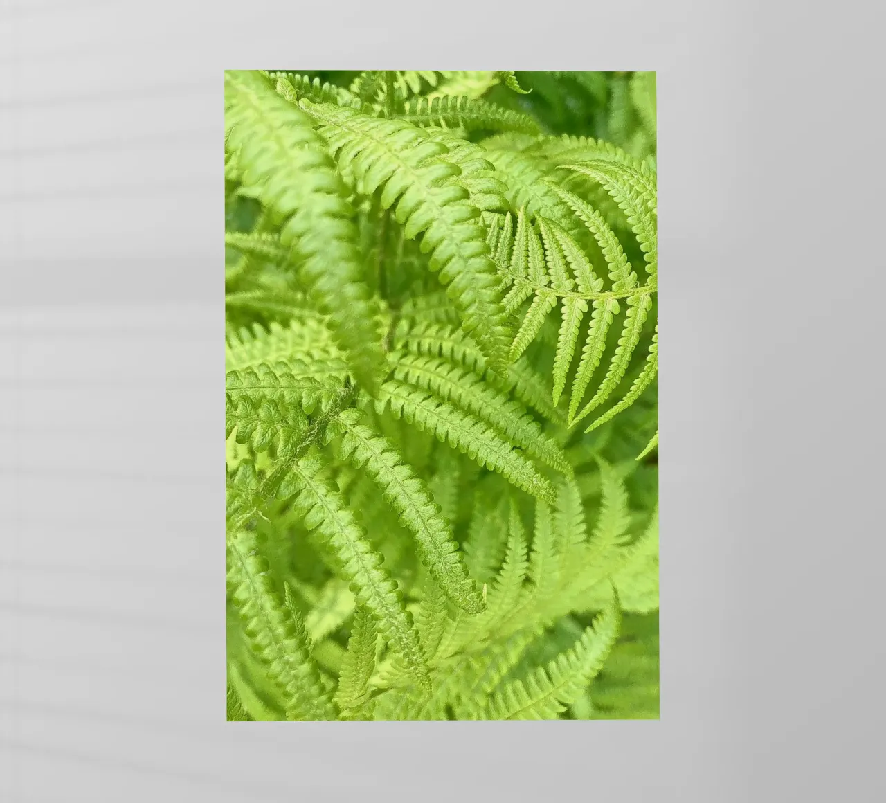 Felce pellicola backlit da Art Studio by Iris