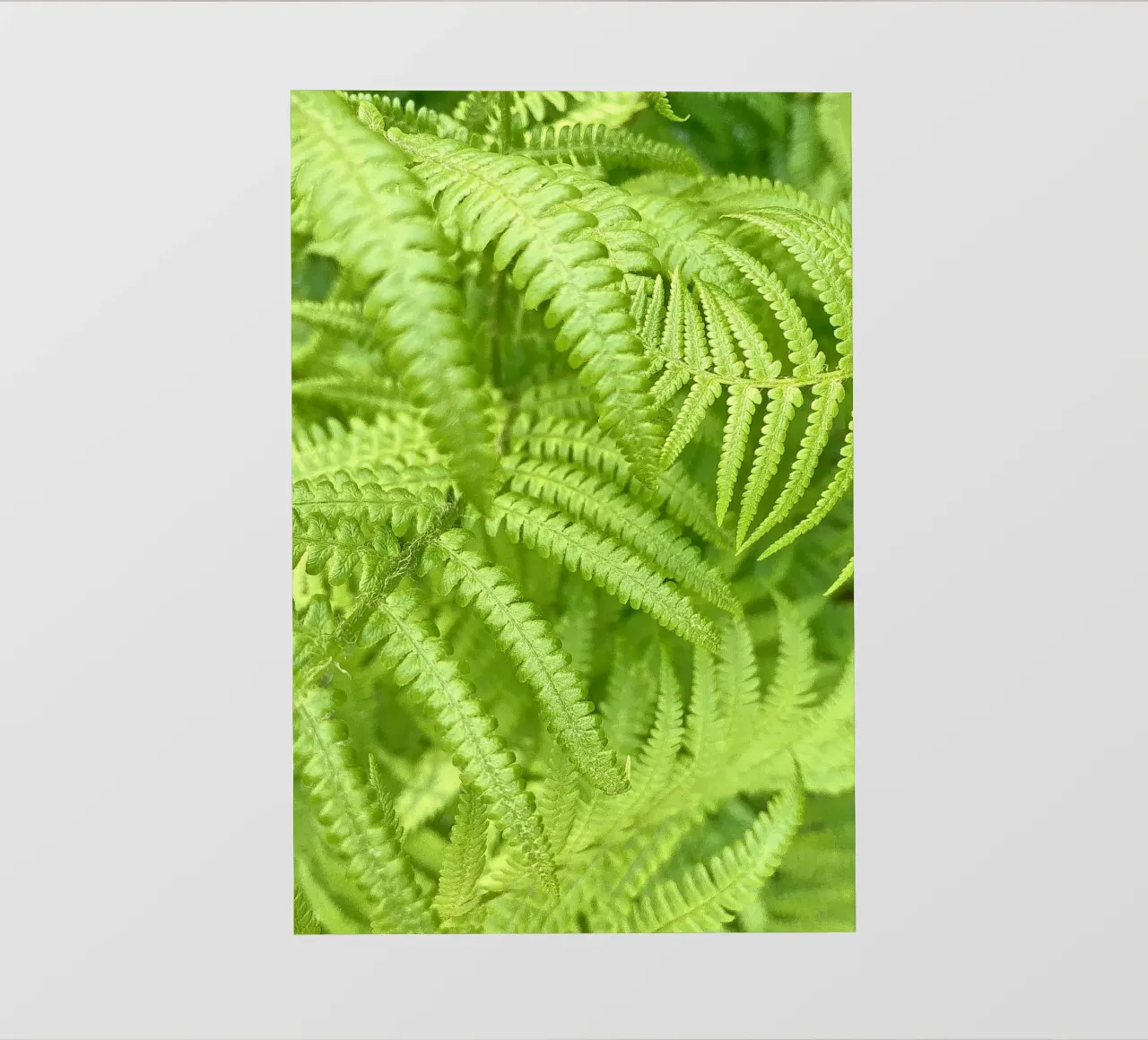 Felce pellicola backlit da Art Studio by Iris