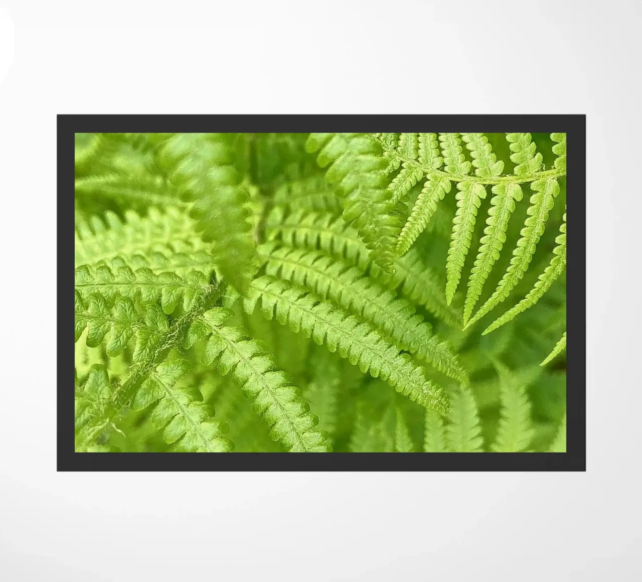 Felce zerbino da Art Studio by Iris