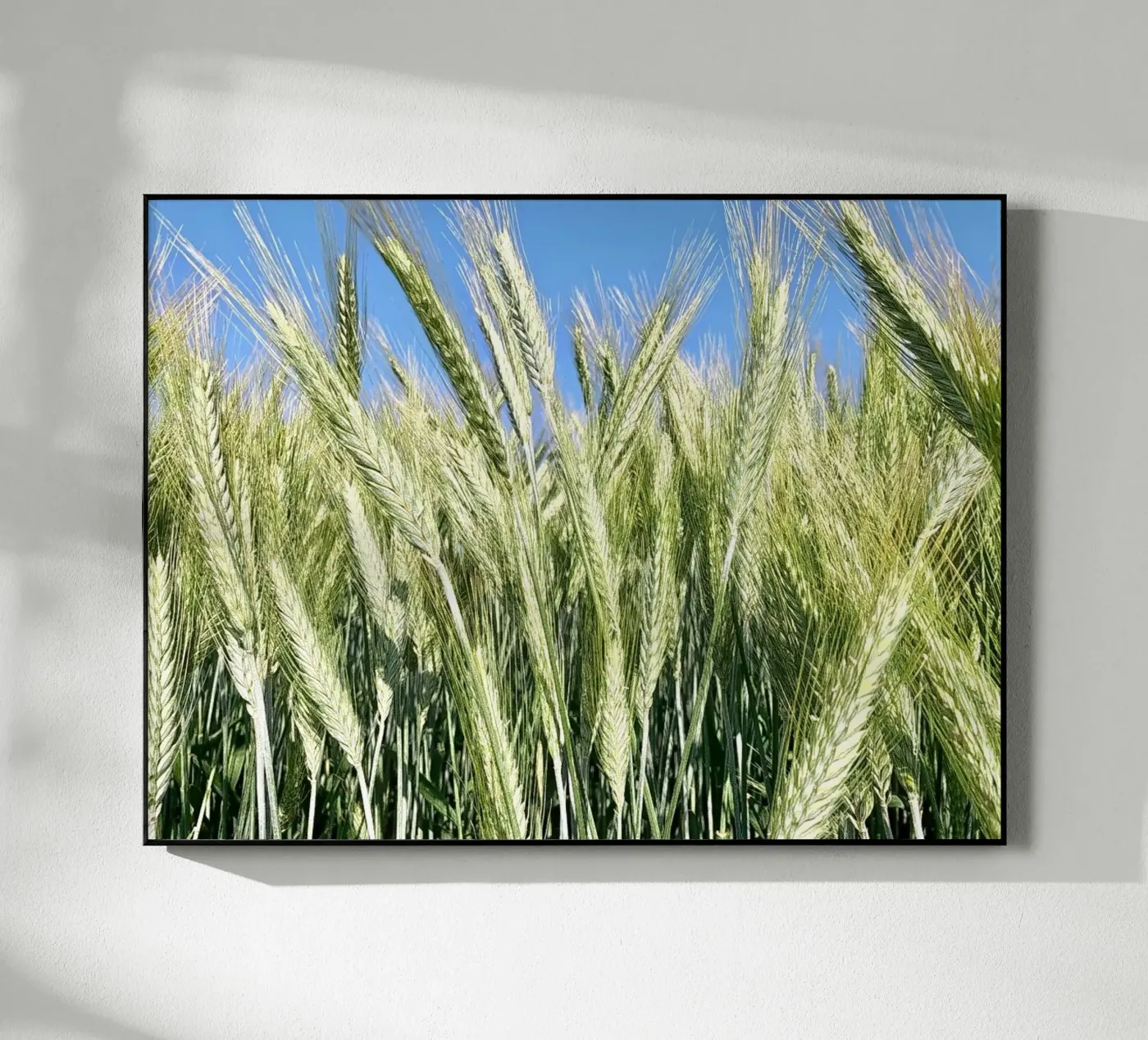 Rye field Acryl-Glas von Art Studio by Iris
