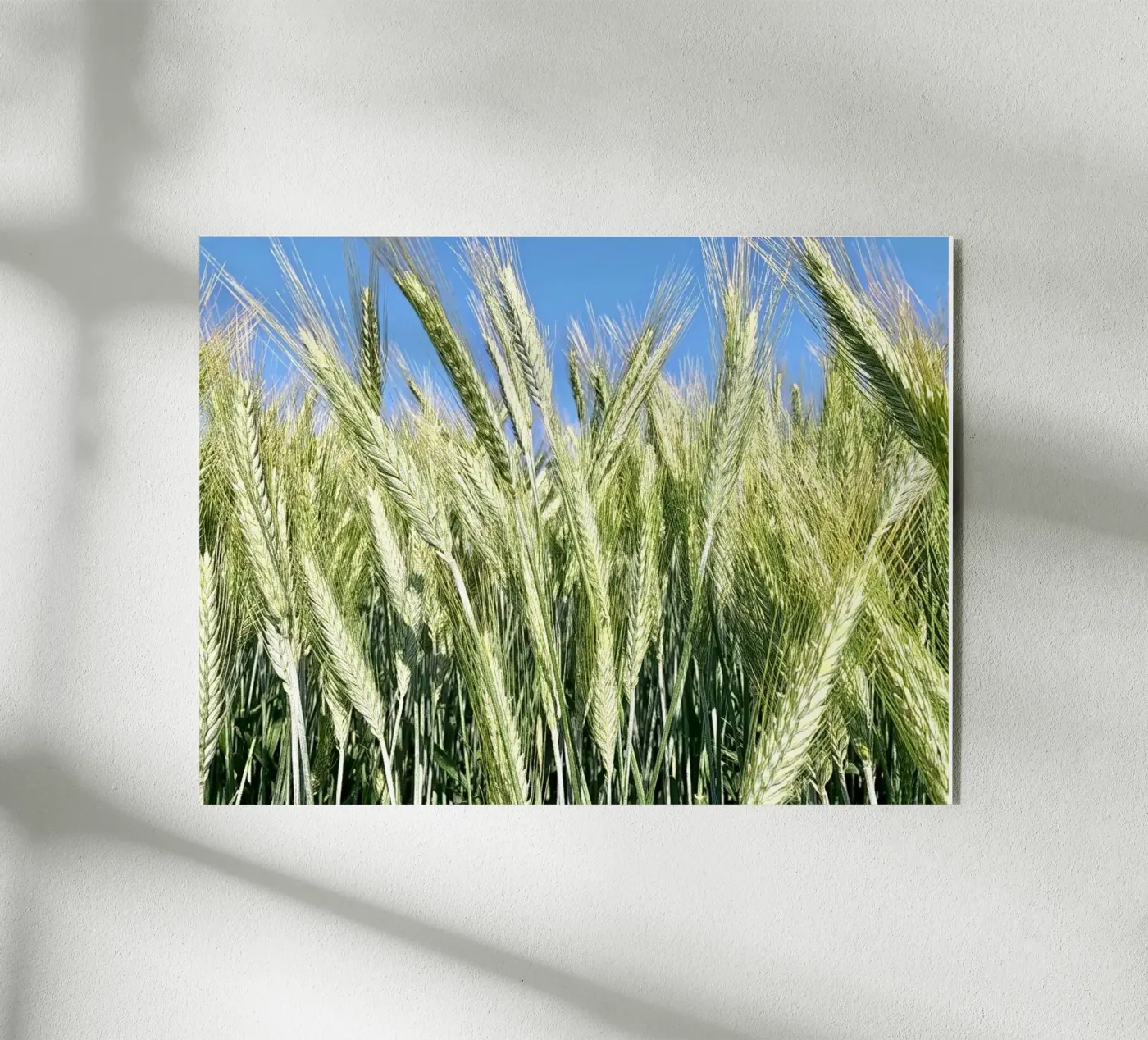Rye field Acryl-Glas von Art Studio by Iris