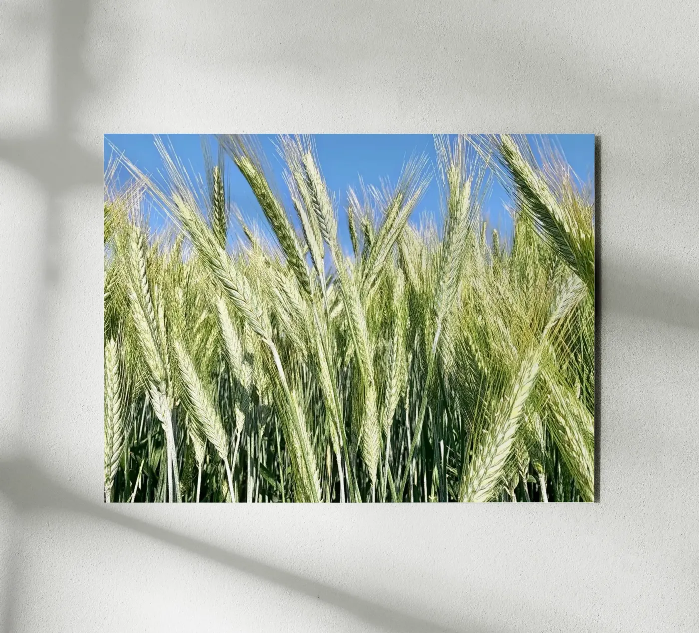 Rye field forex plate by Art Studio by Iris