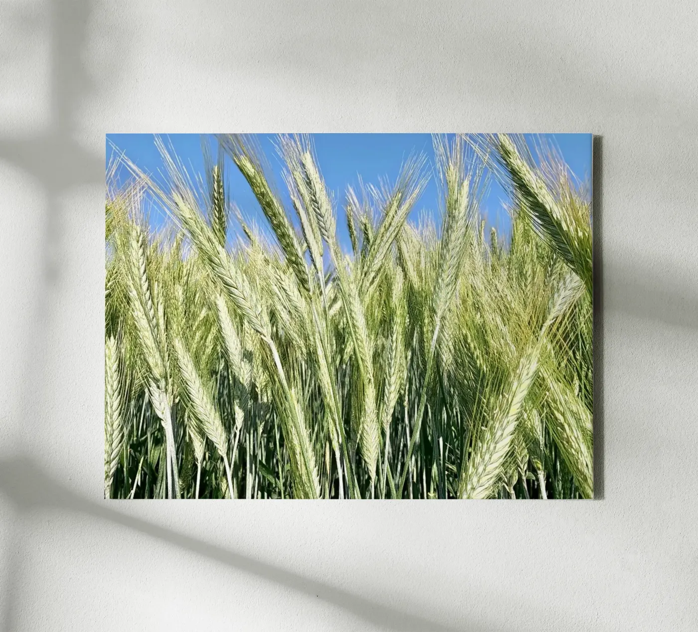 Campo di segale tela da Art Studio by Iris