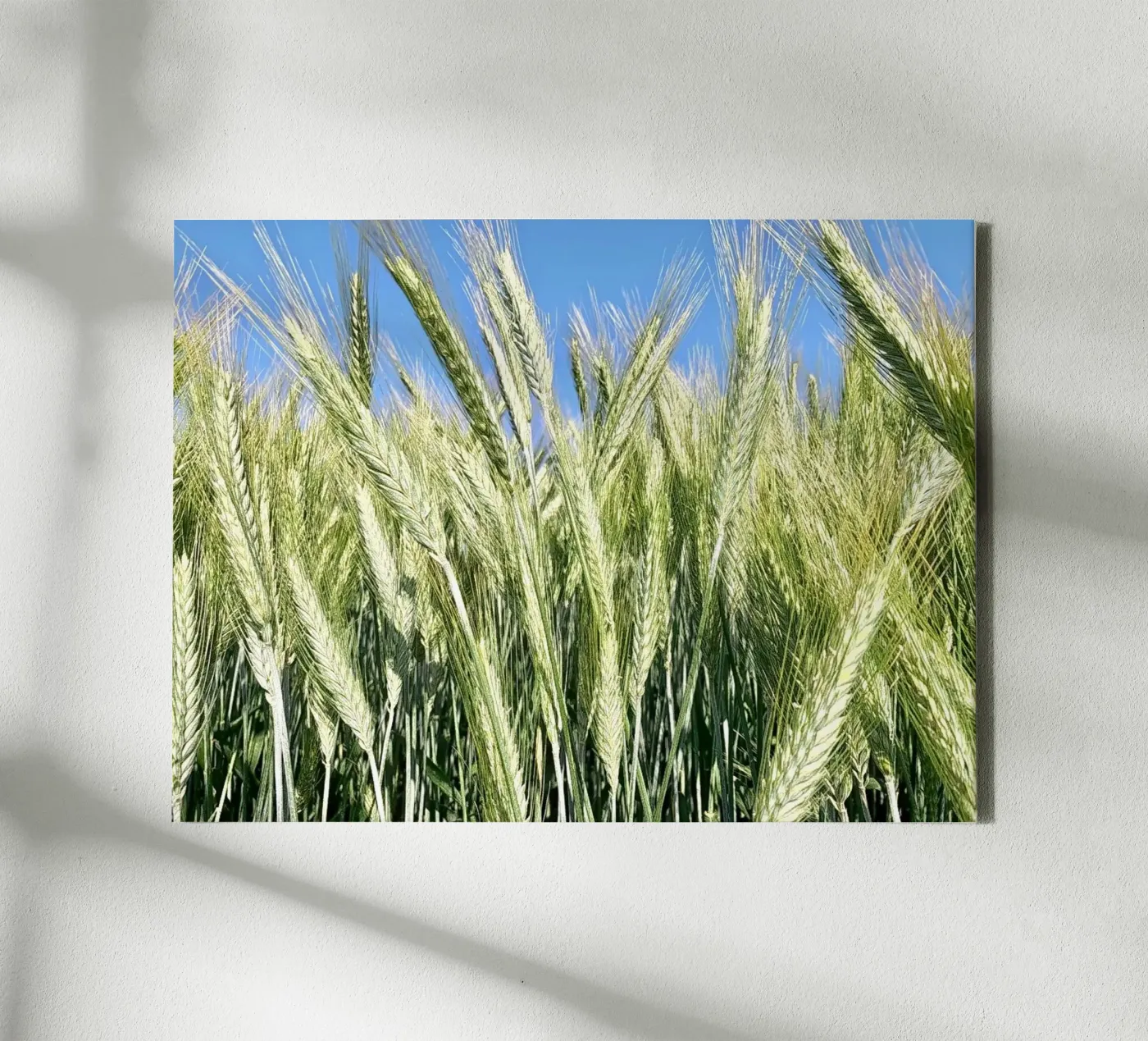 Rye field canvas by Art Studio by Iris