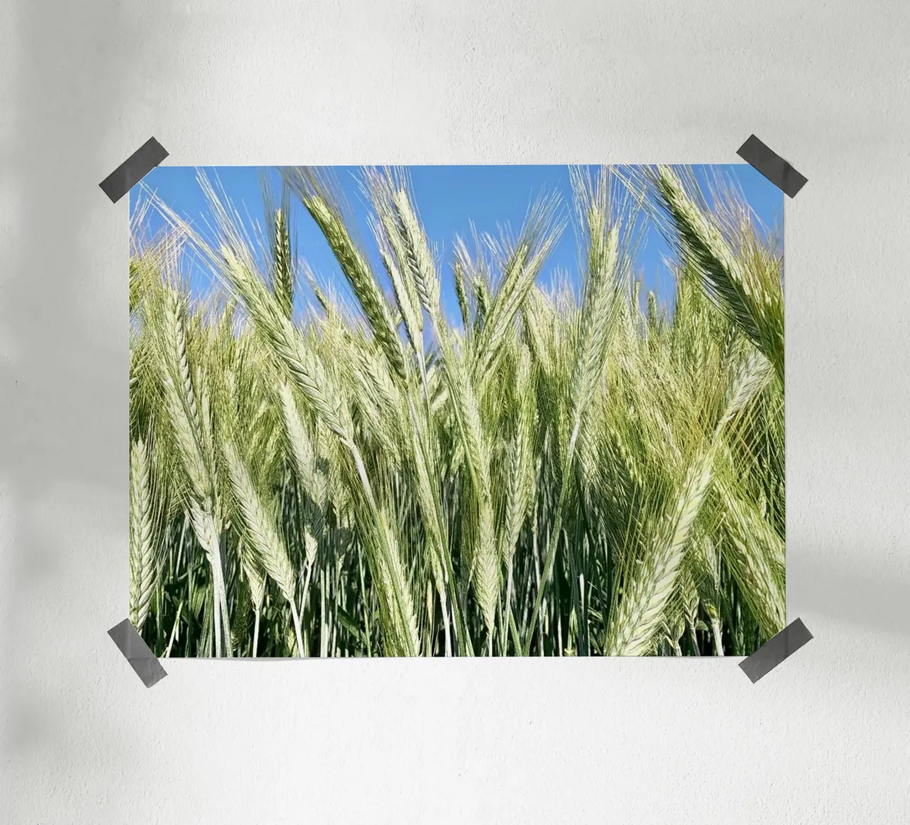 Campo di segale poster da Art Studio by Iris
