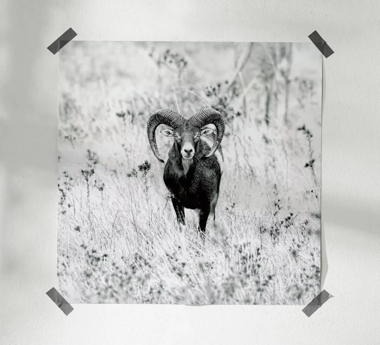 Horns - Nicolàs Merino poster con telaio in plastica da Pictufy