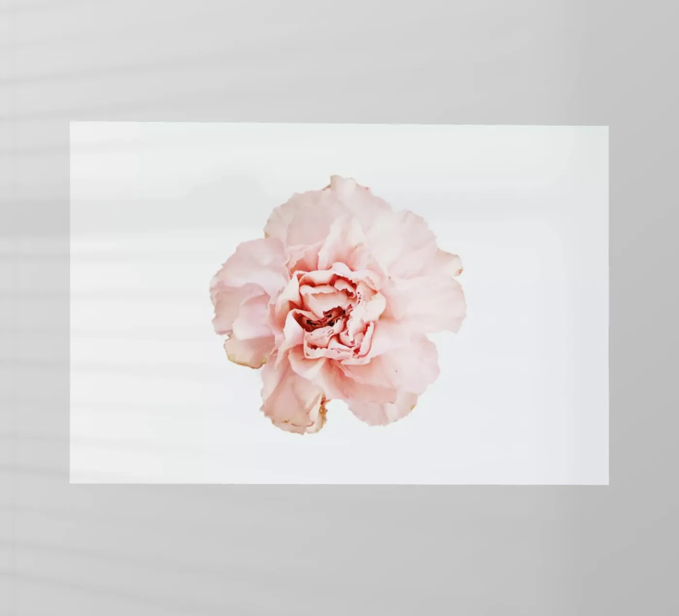 Carnation pellicola backlit da Miles of Light