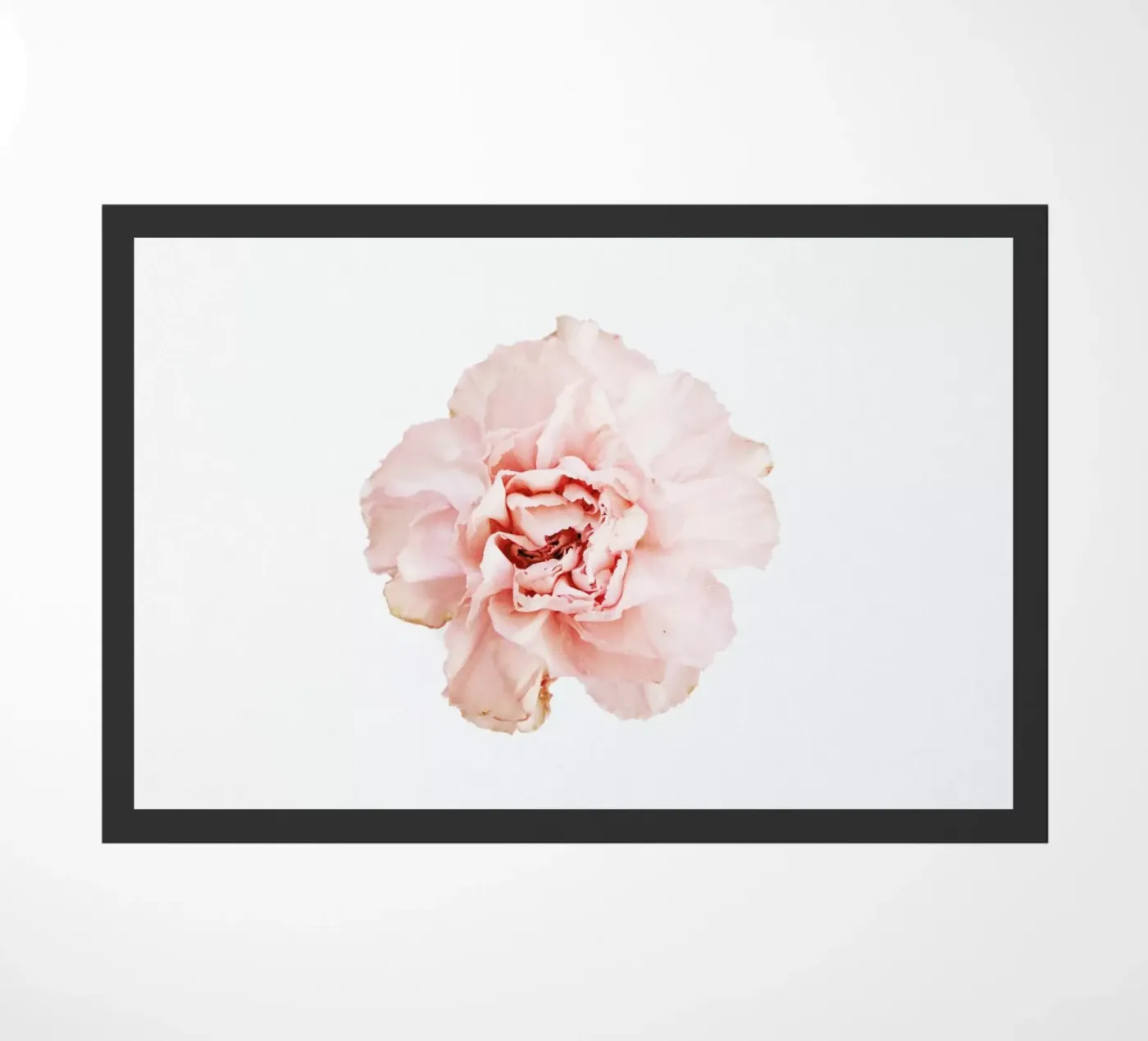 Carnation zerbino da Miles of Light