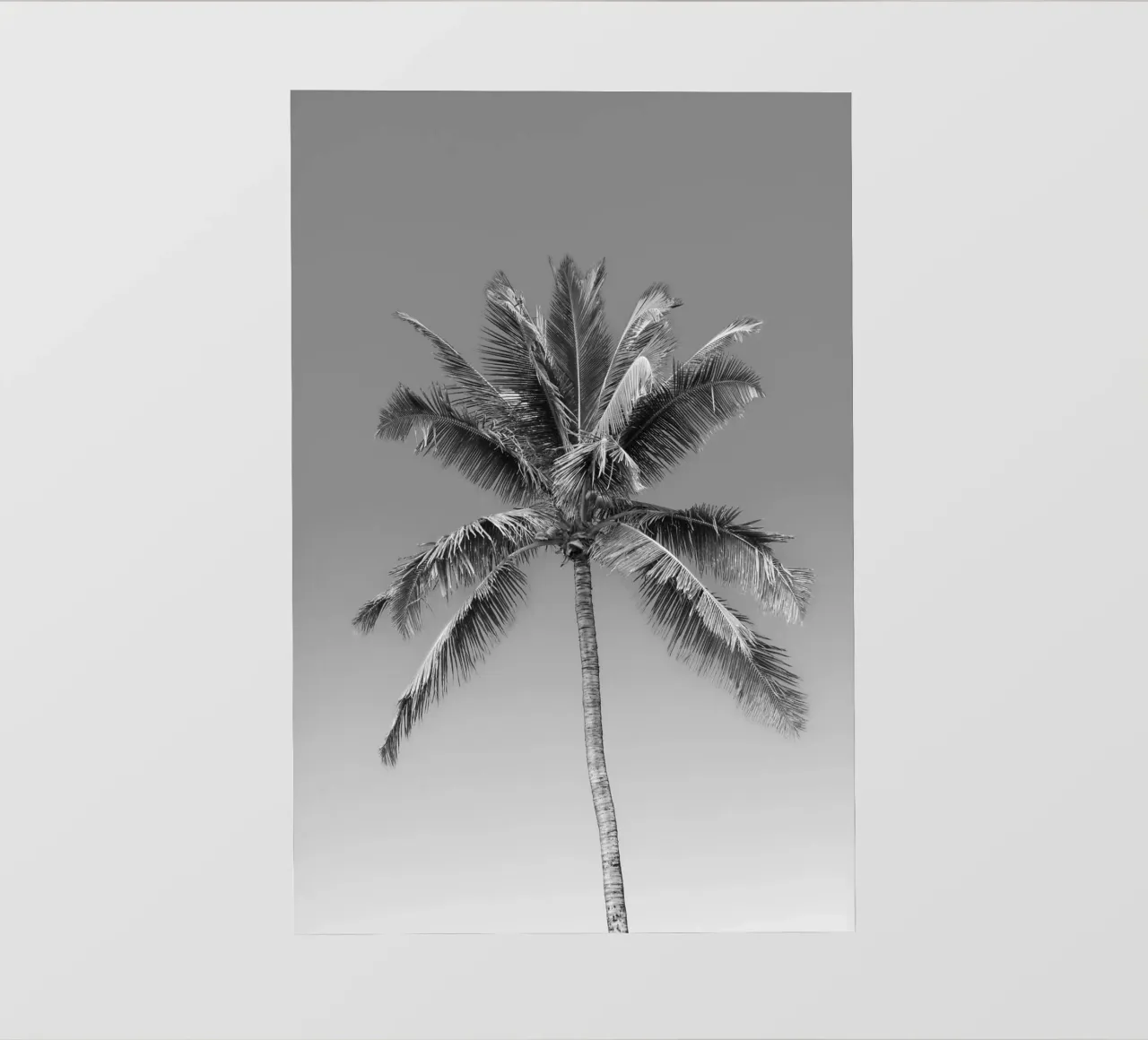 Palma in bianco e nero telo in pvc da Léa Lefebvre Photography