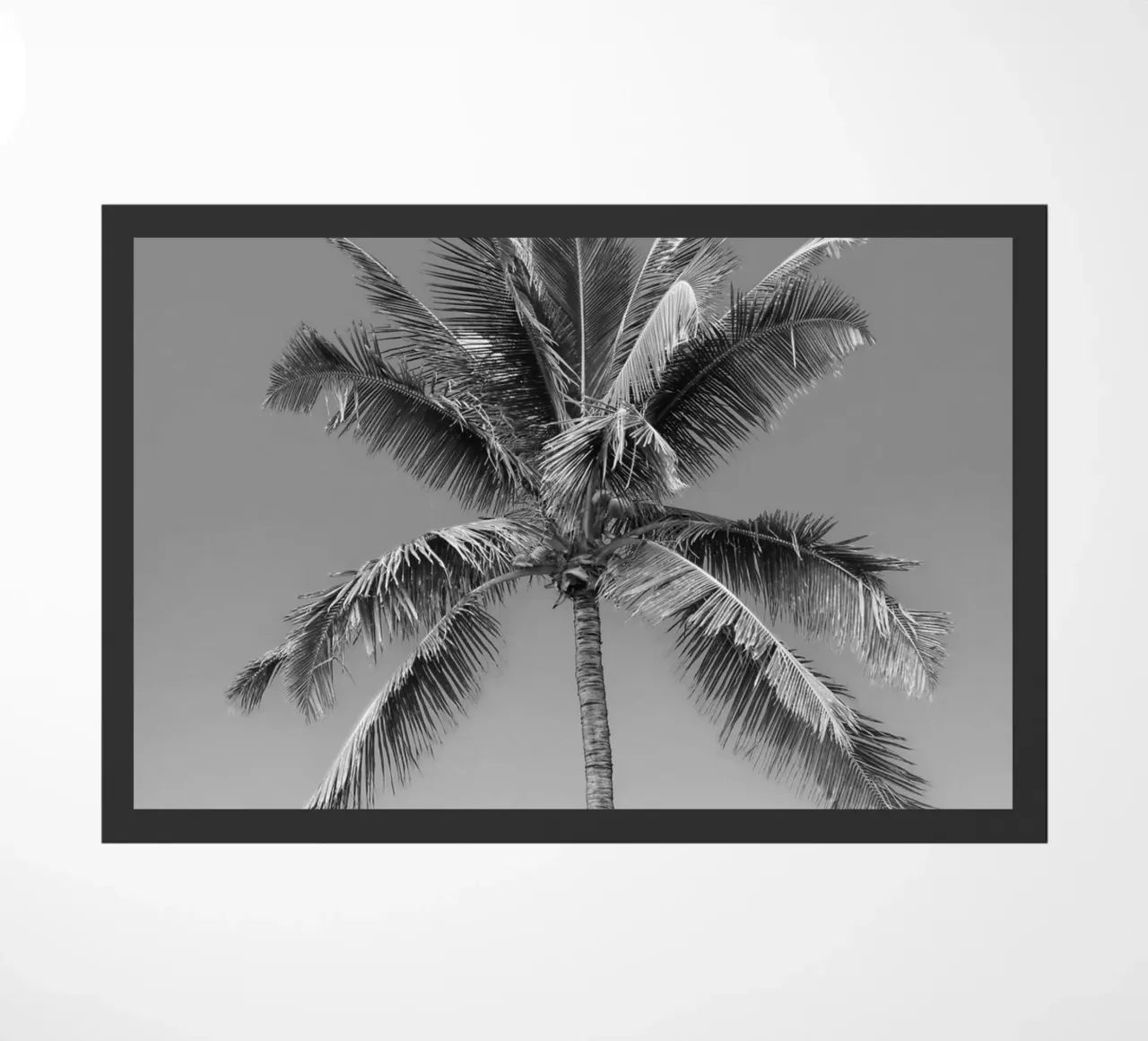Palmera en blanco y negro felpudo de Léa Lefebvre Photography